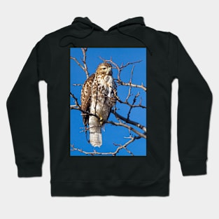 Cooper's Hawk Hoodie